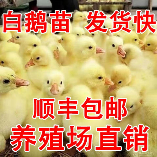 小鹅活苗特大种白鹅苗正宗皖西鹅浙东鹅三花鹅高产蛋鹅苗宠物鹅