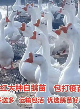 (10只装)四季白鹅农村散养快大浙东白鹅五龙鹅皖西鹅【宠物鸭】5