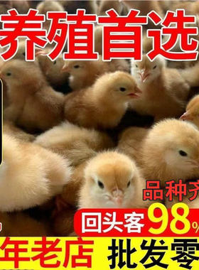 小鸡批发清远麻鸡土鸡三黄鸡五黑鸡母鸡肉鸡黑脚公鸡乌鸡活体宠物