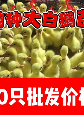 正宗产蛋白鹅四季鹅快大浙东白鹅五龙鹅皖西鹅活体宠物鹅