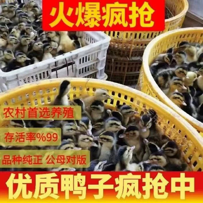 (30只装)麻鸭蛋鸭大种番鸭青头鸭水鸭旱鸭肉鸭土鸭【宠物鸭】3