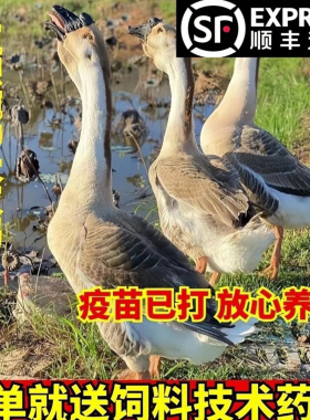 一斤灰鹅活苗正宗阳江鹅出壳苗本地鹅小鹅仔活物蛋鹅活鹅苗宠物鹅