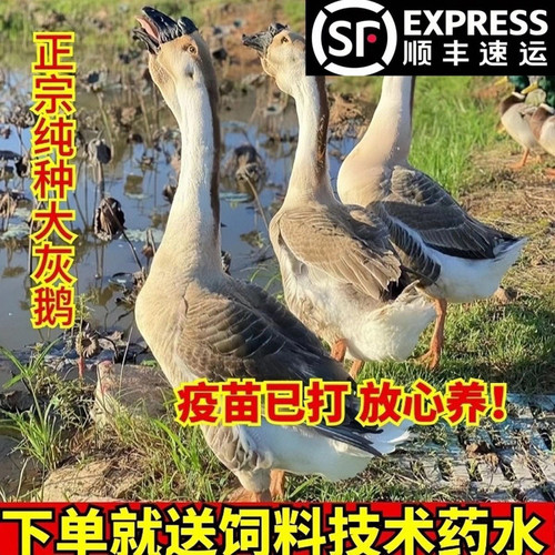 一斤灰鹅活苗正宗阳江鹅出壳苗本地鹅小鹅仔活物蛋鹅活鹅苗宠物鹅
