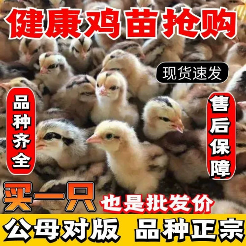 （30只装）正宗纯种麻鸡小鸡黄脚鸡五黑青脚麻羽鸡散养【宠物鸡】