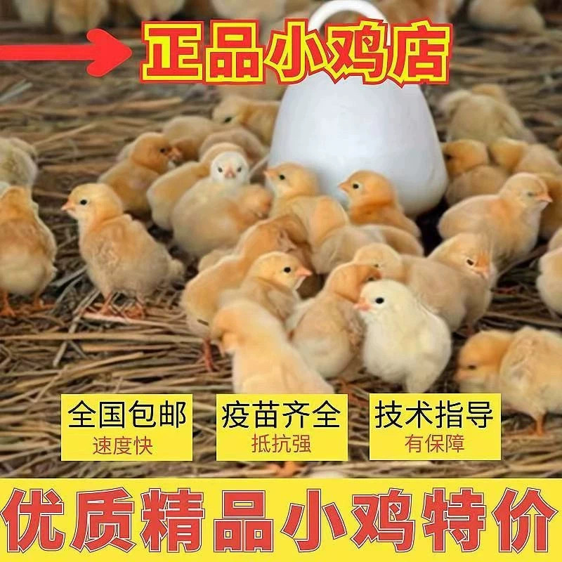 小鸡活物宠物小鸡活体家养观赏小黄鸡网红萌宠活体幼崽迷你鸡包2