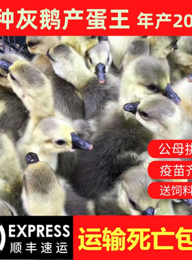 小鹅活苗大种灰鹅苗活体正宗灰雁朗德黑棕马岗阳江一斤脱温宠物鹅