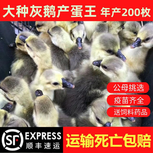 小鹅活苗大种灰鹅苗活体正宗灰雁朗德黑棕马岗阳江一斤脱温宠物鹅