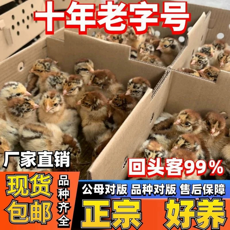 小鸡活物宠物小鸡活体家养观赏小黄鸡网红萌宠活体幼崽迷你鸡包活
