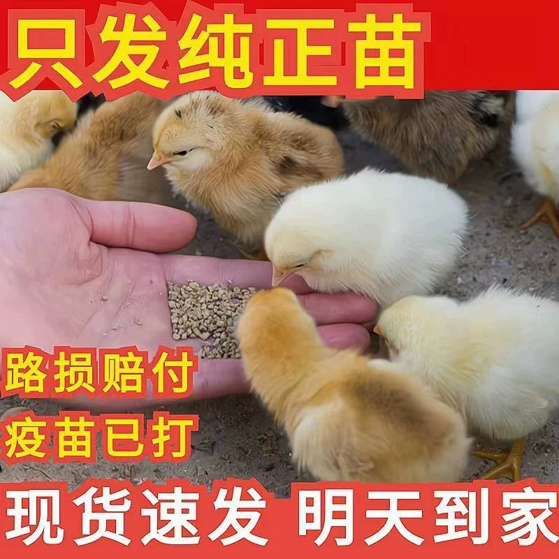 (50只装)正宗纯种麻鸡黄脚小鸡五黑青脚麻羽鸡散养【宠物鸡】10