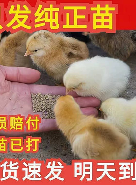 （50只装）正宗纯种麻鸡黄脚小鸡五黑青脚麻羽鸡散养【宠物鸡】10