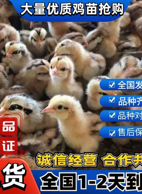 土鸡苗小鸡活苗三黄鸡苗种蛋青脚麻鸡苗九斤红五黑鸡脱温鸡苗宠物