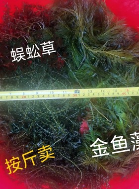 阴性金鱼藻蜈蚣草印度小竹节草一斤轮叶黑藻鱼虾蟹乌龟饲料水草