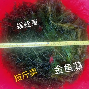 阴性金鱼藻蜈蚣草印度小竹节草一斤轮叶黑藻鱼虾蟹乌龟饲料水草
