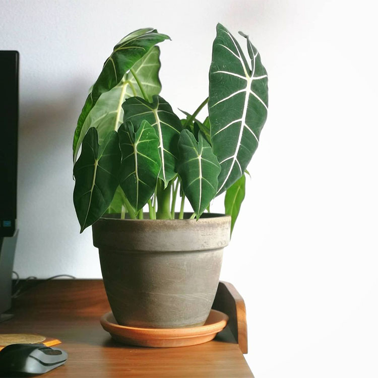 绿天鹅绒海芋 ins绿植室内阳台绿植盆栽 观叶植物