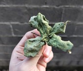 蝴蝶草 金丝蝴蝶 肺型草 野生大叶 包邮 铁交杯 西瓜皮50克 肺形草