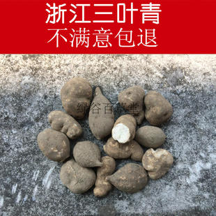 浙江野生三叶青 整个 金线吊葫芦 干精选货 金丝吊葫芦 500克包邮