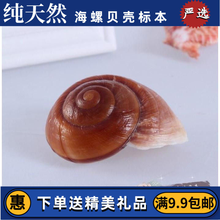 面包螺 天然贝壳海螺海星 寄居蟹卷贝鱼专用 婚庆地台鱼缸水族箱