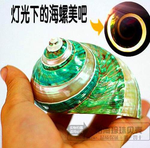 绿螺稀有海螺贝壳海星珊瑚鱼缸