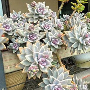 超划算!100个仅13.8元!淡雪无根砍头苗多肉植物肉肉种苗小苗