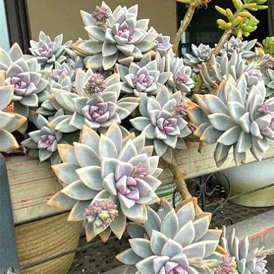 超划算！100个仅１３.８元！淡雪无根砍头苗多肉植物肉肉种苗小苗