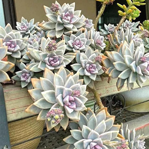 超划算！100个仅１３.８元！淡雪无根砍头苗多肉植物肉肉种苗小苗