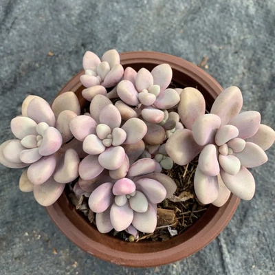 艾伦 多肉植物无根砍头苗有根小苗肉肉盆栽花卉绿植 粉嫩嫩超萌