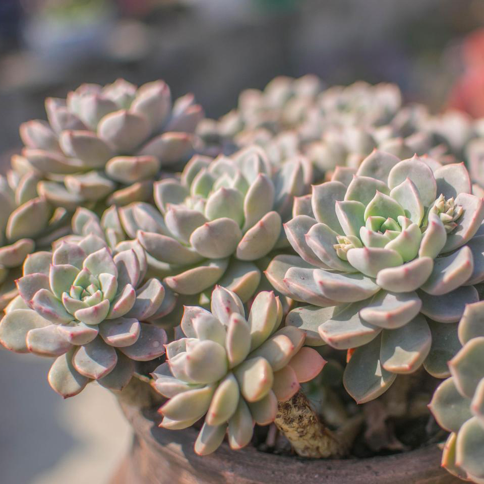 ３颗红粉佳人多肉植物组合盆栽无根砍头苗肉肉花卉新手很好养活