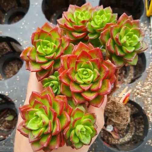 蒂亚 多肉植物组合盆栽穴盘苗肉肉无根砍头苗种苗小苗盆栽花卉