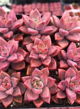 10颗 姬胧月无根砍头苗 多肉植物 红色肉肉 种苗办公室阳台小盆