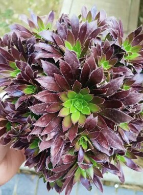 火凤凰法师 多肉植物无根砍头苗小苗种苗盆栽紫红色肉肉 容易多头