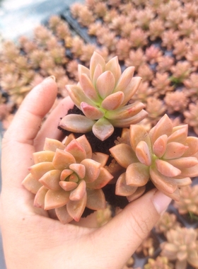 10颗 基陇月 红色多肉植物 耐寒耐晒好养肉肉小盆栽 易养成悬崖桩