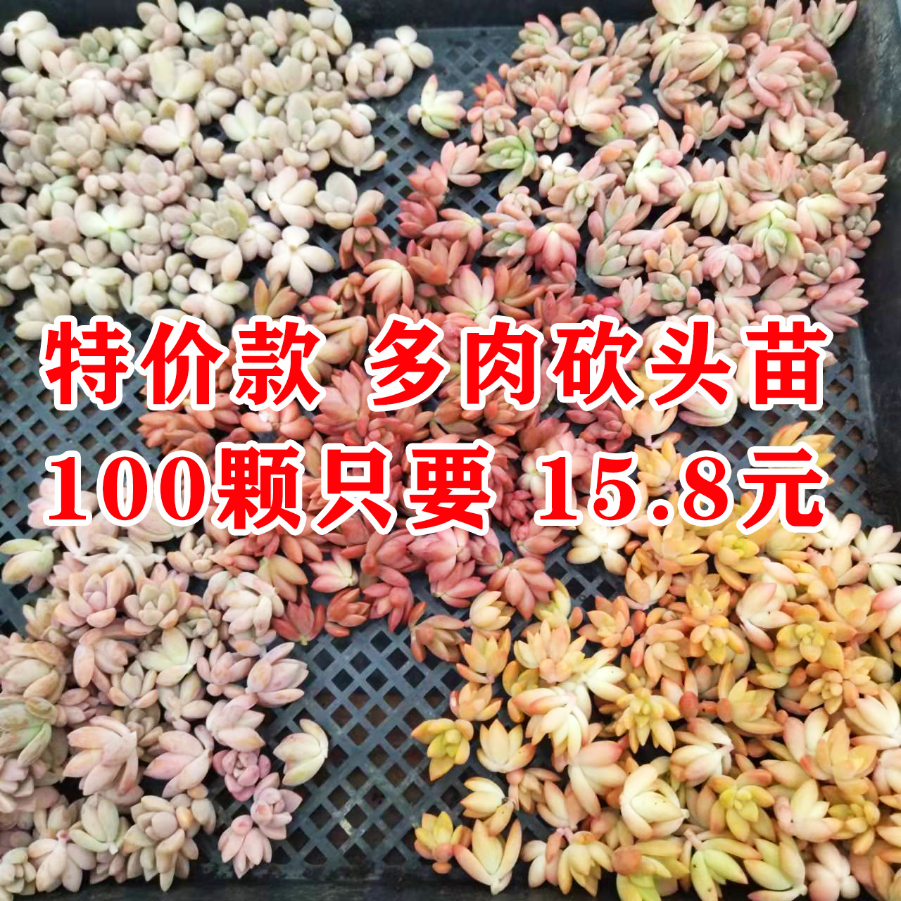 特价100多肉植物姬胧月艾伦