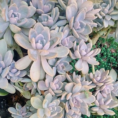 特别好养的冬美人！多肉植物无根砍头苗小苗有根老桩耐冻耐寒耐晒