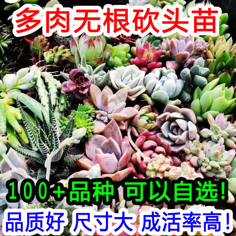 120种可以自选！高品质! 肉植物无根砍头苗肉肉种苗小苗组合盆栽
