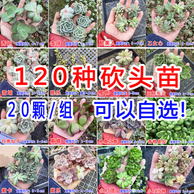 20颗/组　高品质！120种多肉植物无根砍头苗肉肉种苗小苗 2号链接
