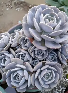 双子座 多肉植物盆栽无根砍头苗肉肉小苗花卉　容易石化 能长很大