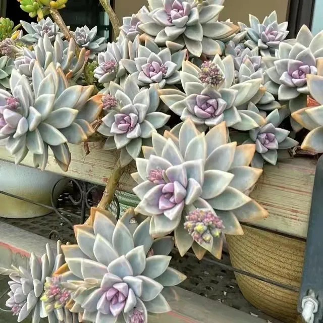 3颗 淡雪多肉植物有根的穴盘苗带土团发货肉肉砍头苗种苗小苗特价