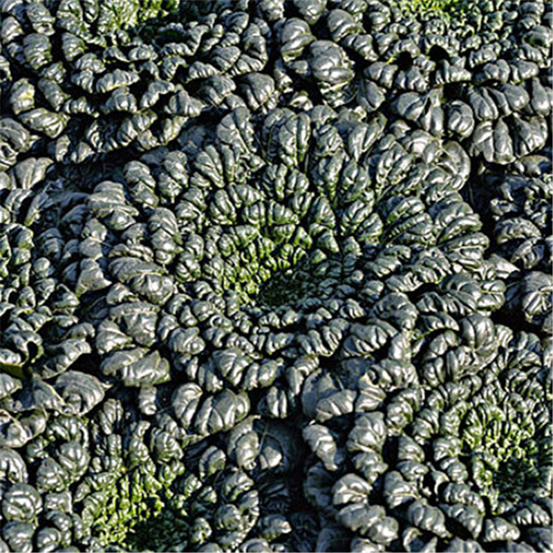 霜冻粗叶塔菜有机新鲜蔬菜露天乌塌菜塌棵菜黑菜时令菜上海食用,水产肉类/新鲜蔬果/熟食,叶菜类,淘宝优惠券,粉丝福利购,淘宝优惠卷