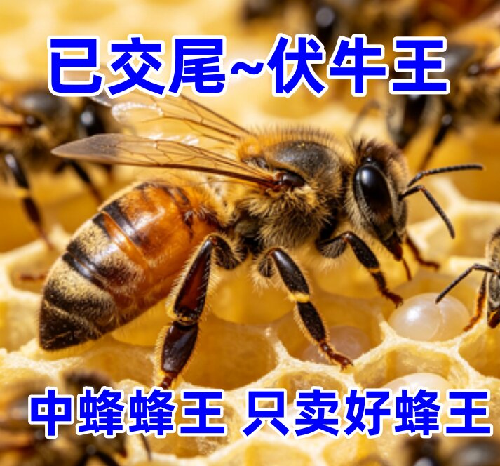 优质中蜂王阿坝开产王已交尾王种双色广西云南土蜂
