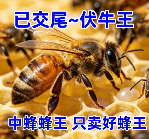 优质中蜂王阿坝开产王已交尾王种双色广西云南土蜂