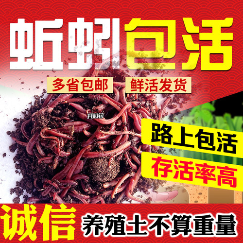 红蚯蚓活饵蚯蚓活体钓鱼盒装蚯蚓红蚯蚓鱼饵鲫鱼野钓饵料散装包活