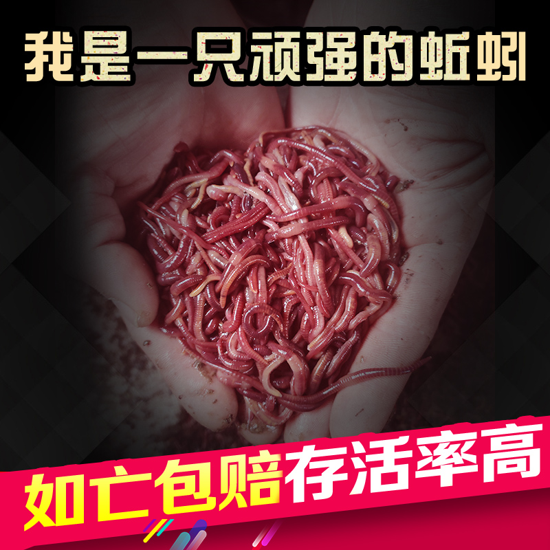 蚯蚓活饵种苗特大号钓鱼垂钓鲫鱼散装红虫活体盒装鲜活饵放生包邮 户外/登山/野营/旅行用品 活饵/谷麦饵等饵料 原图主图