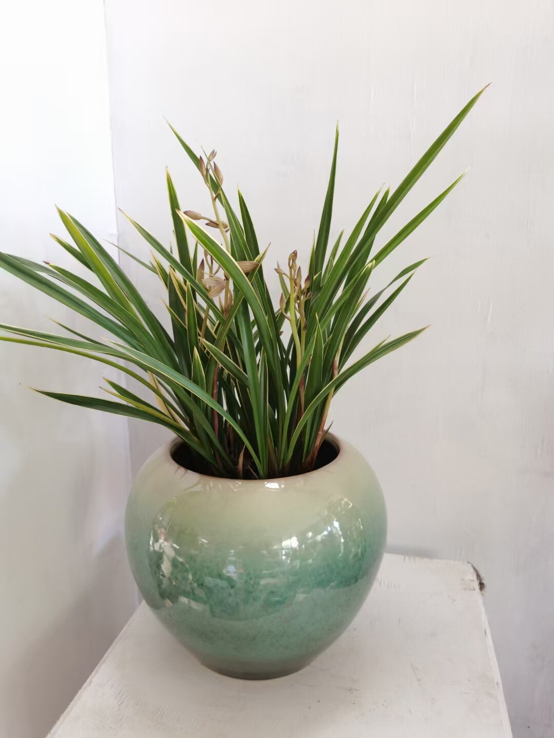 盆栽花卉红掌兰花墨兰四季开花办公室内盆栽鸿运当头盆栽带花发货