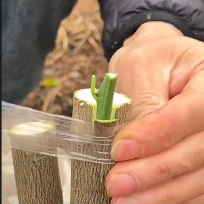 直杆嫁接砧木 红橘砧木苗 单干枳壳苗粗壮直立棒棒糖树形红桔树苗