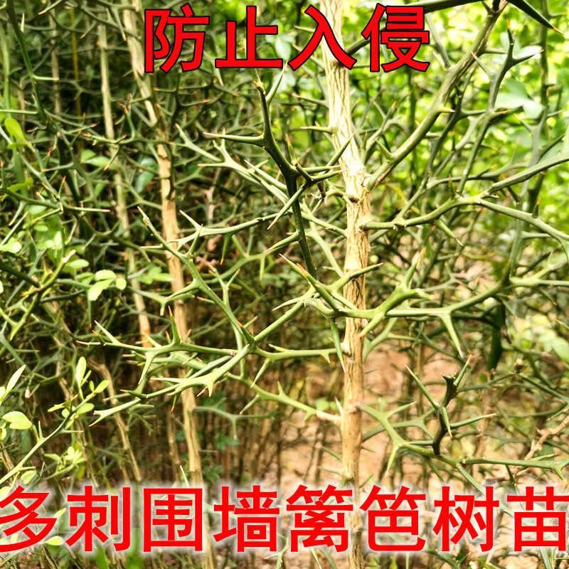多刺枳树围墙植物果园篱笆护栏蒺藜菜园防偷防护防盗刺橘带刺树苗