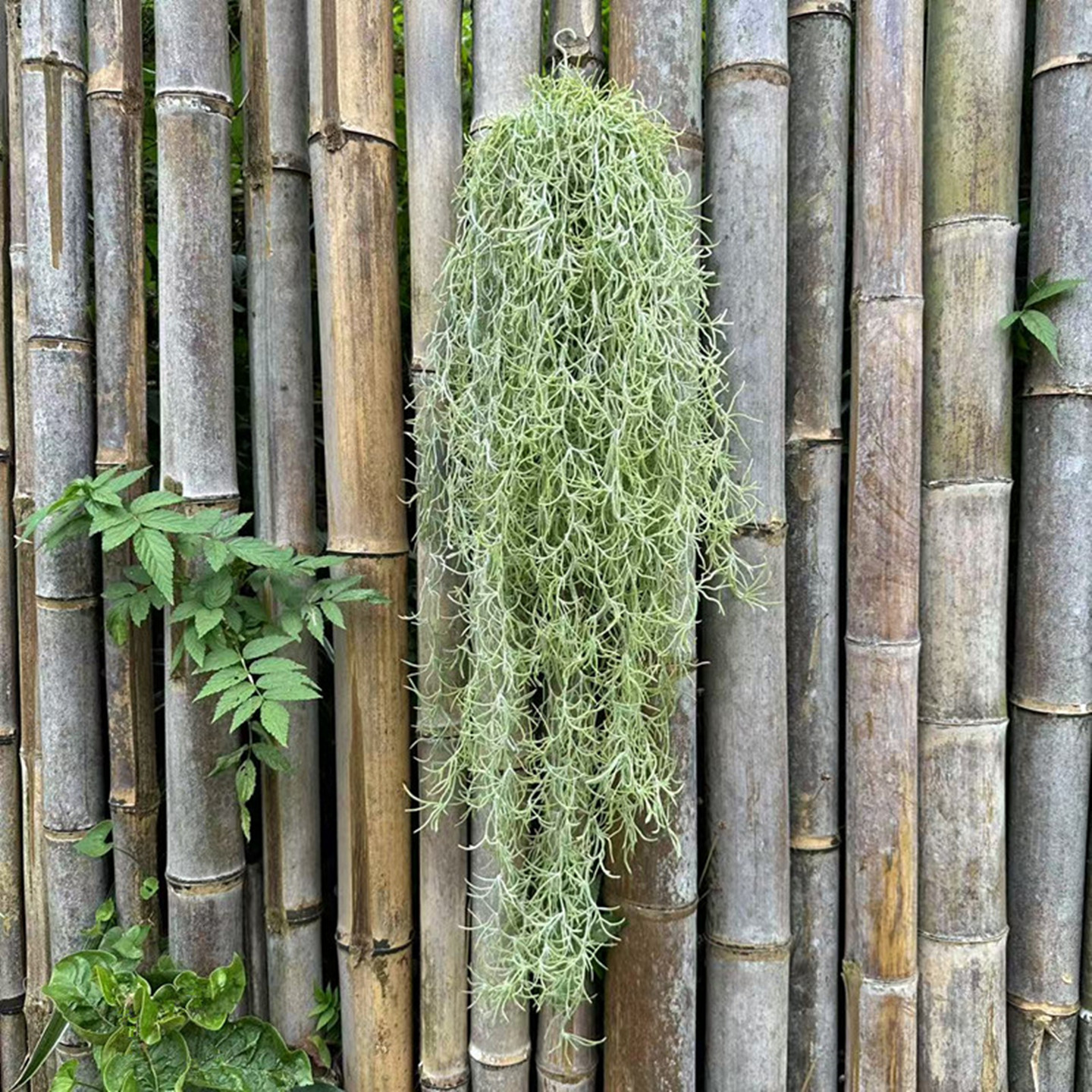 仿真绿植吊藤空气草垂挂藤条