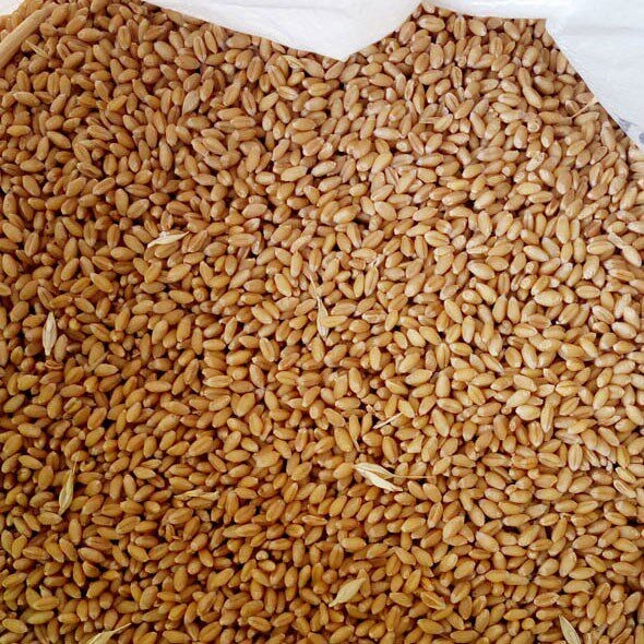 小麦粒食用新麦子粒带皮生麦子发芽苗草榨麦汁带皮小麦米喂鸽子图片