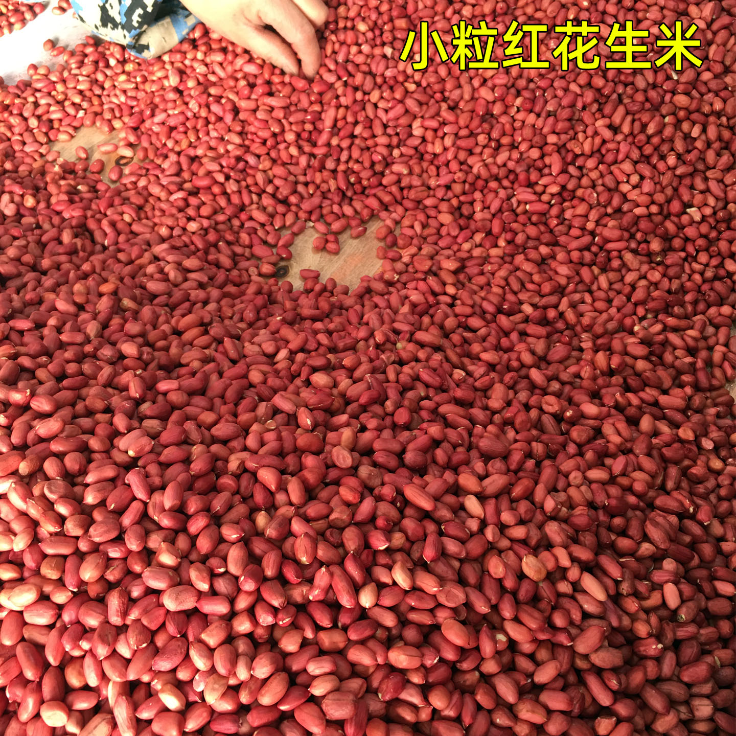 小粒红花生米红花生米