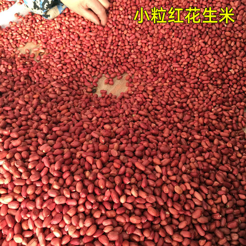 小粒红花生米红花生米