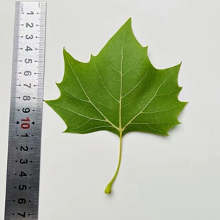 绿色梧桐叶梧桐树叶干燥处理批发叶雕专用叶子标本雕刻照片材料